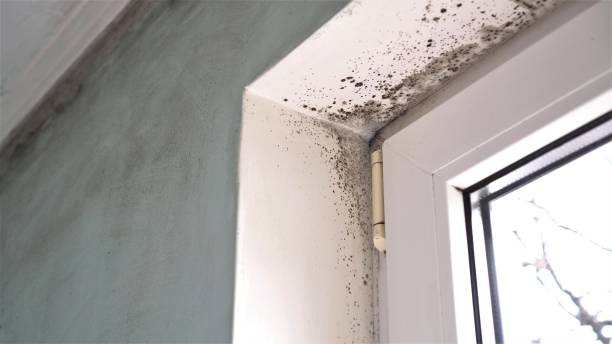 Best Commercial Mold Inspection  in North Potomac, MD